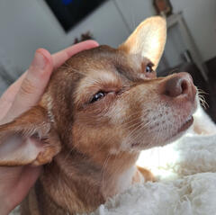picture lf a light brown deer head chihuahua being pet and looking content